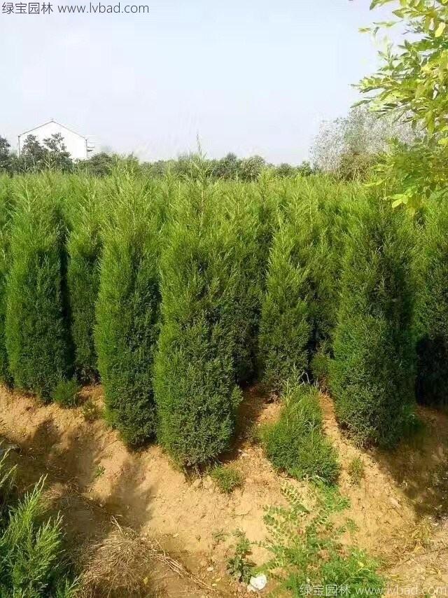 蜀檜