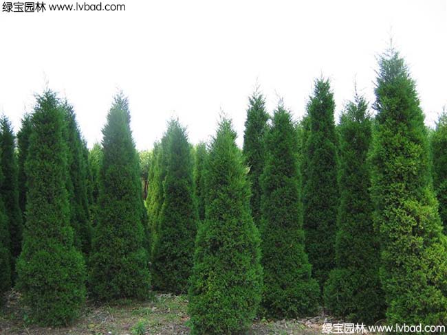 <a href='http://m.wuzhouwash.com/linmuzhongzi/1767.html' target='_blank'>檜柏</a>
