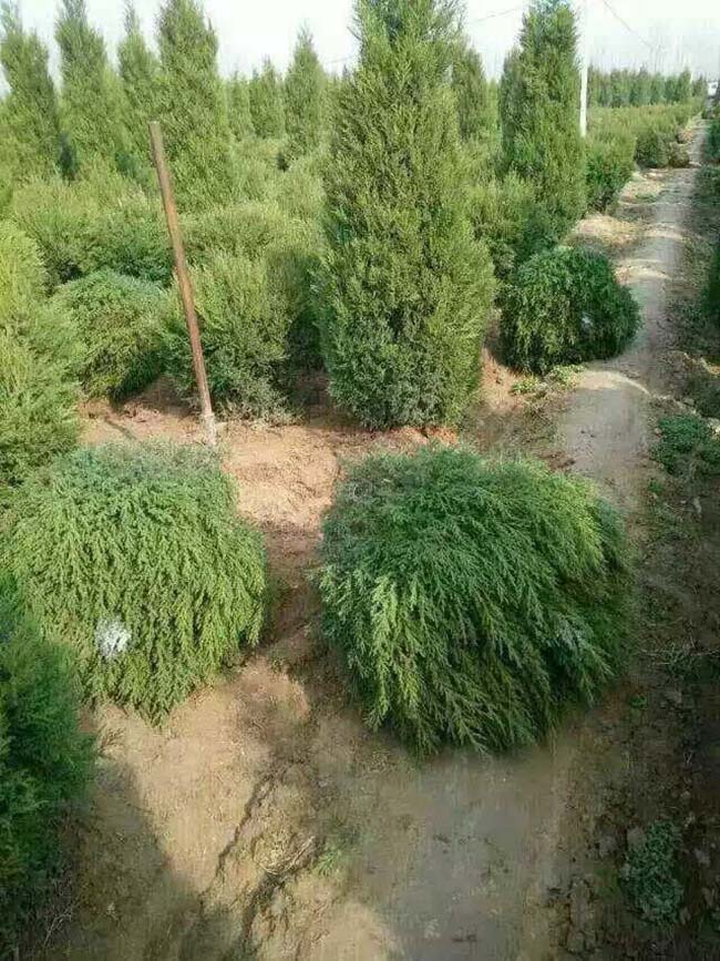 圓柏球