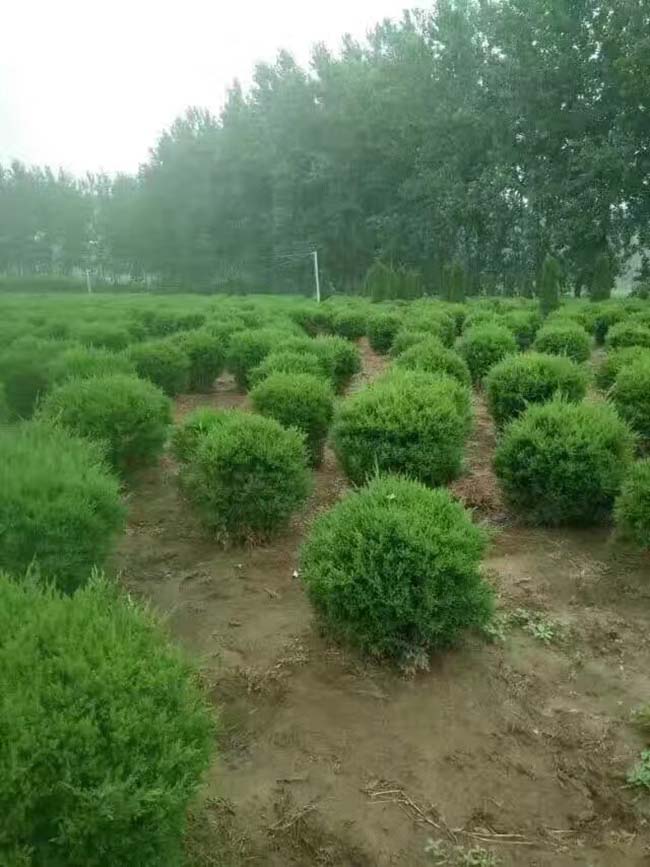 蜀檜球