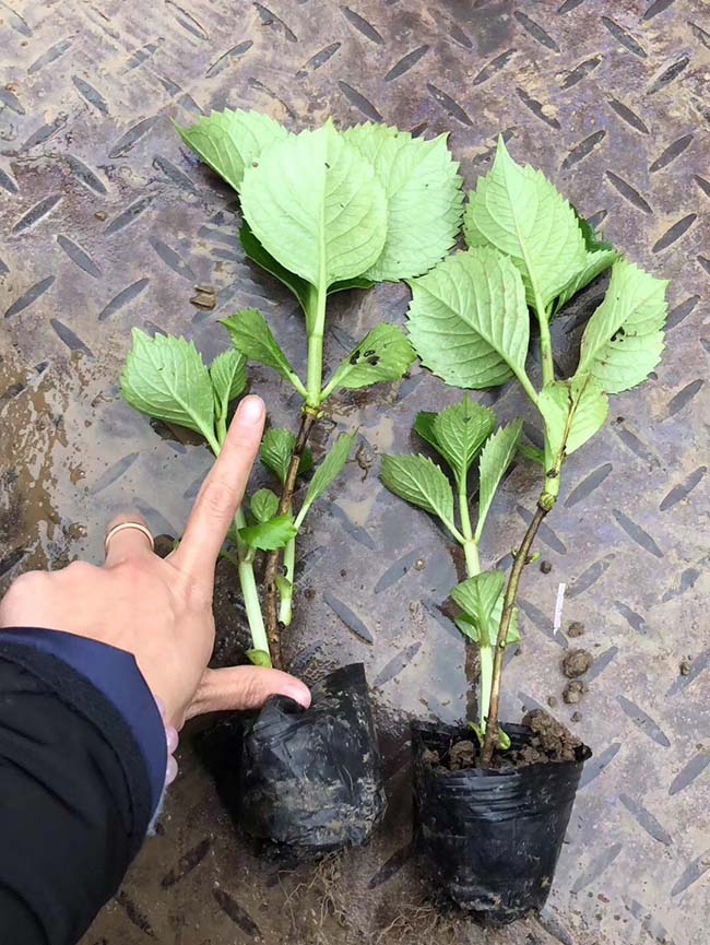 繡球花