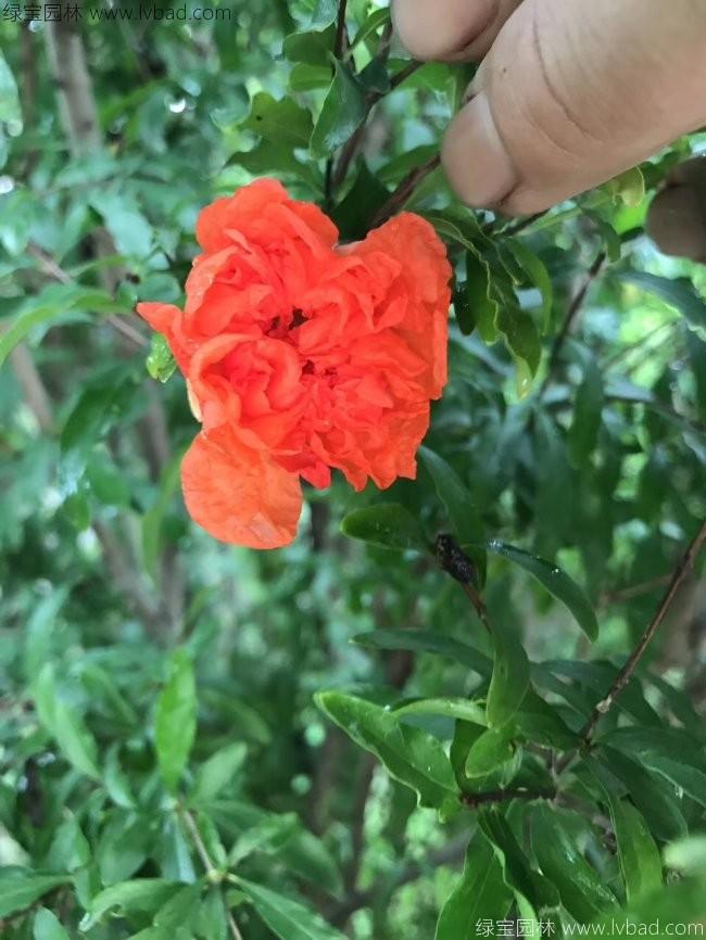 花石榴