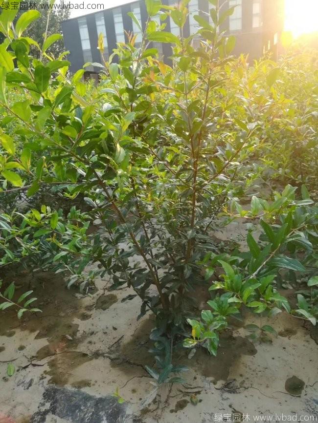 花石榴