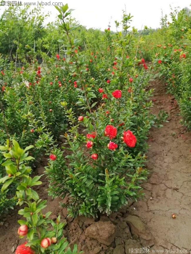 花石榴