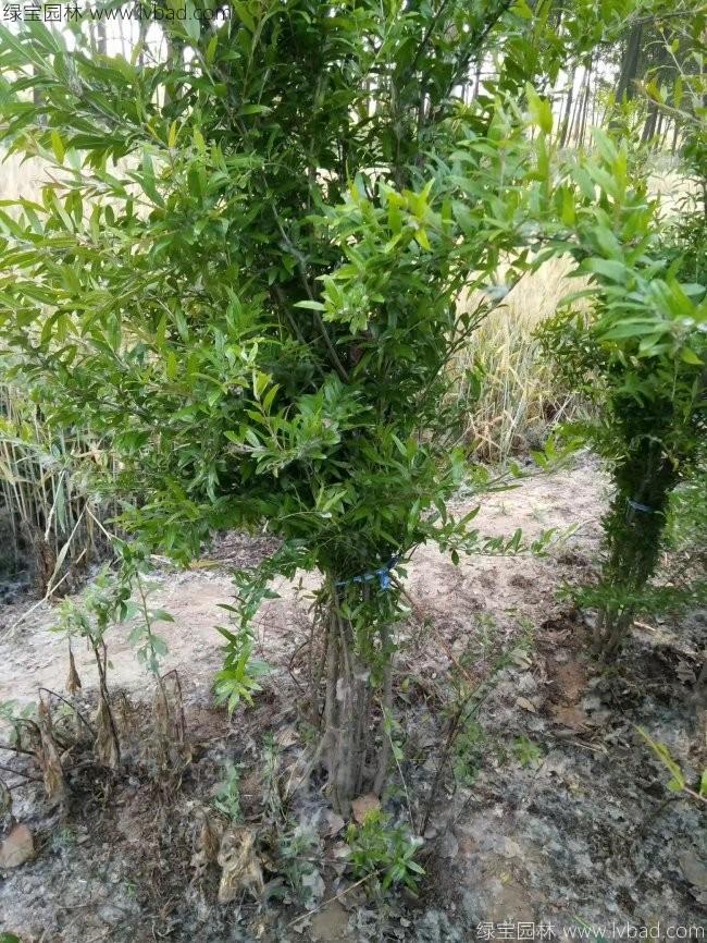 花石榴