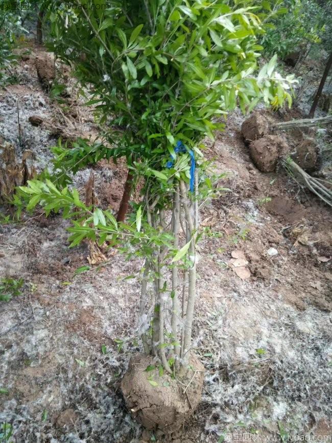 花石榴