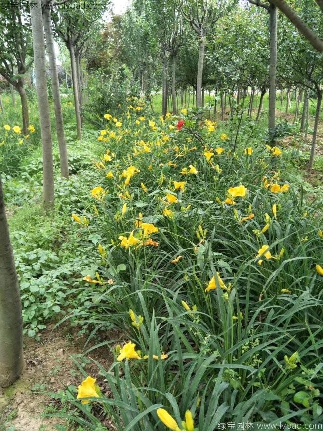 常綠萱草