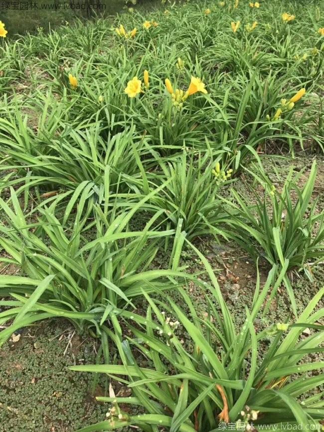 常綠萱草