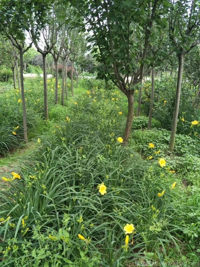 常綠萱草