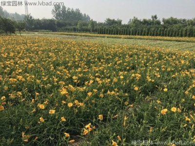 萱草