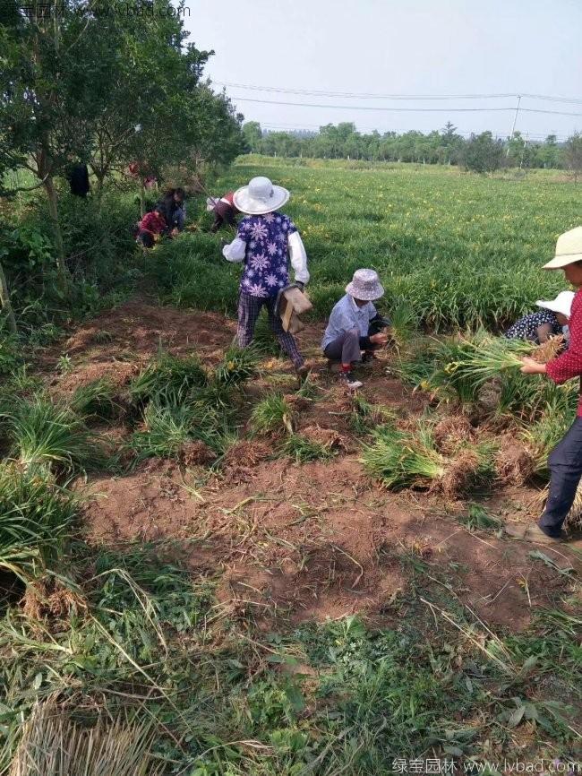 金娃娃萱草