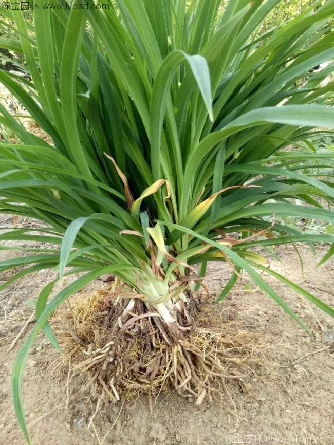 大花萱草