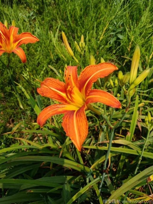 大花萱草
