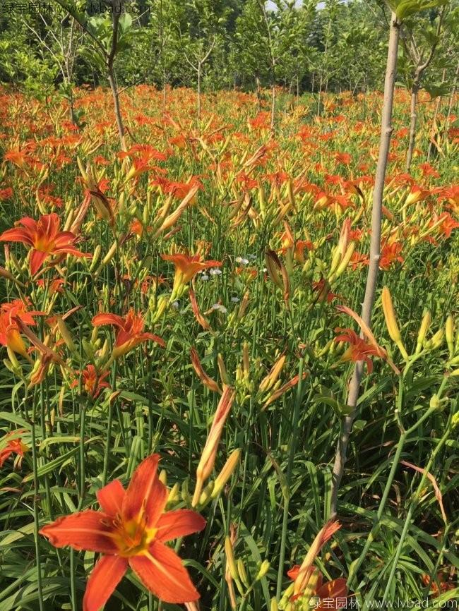 大花萱草