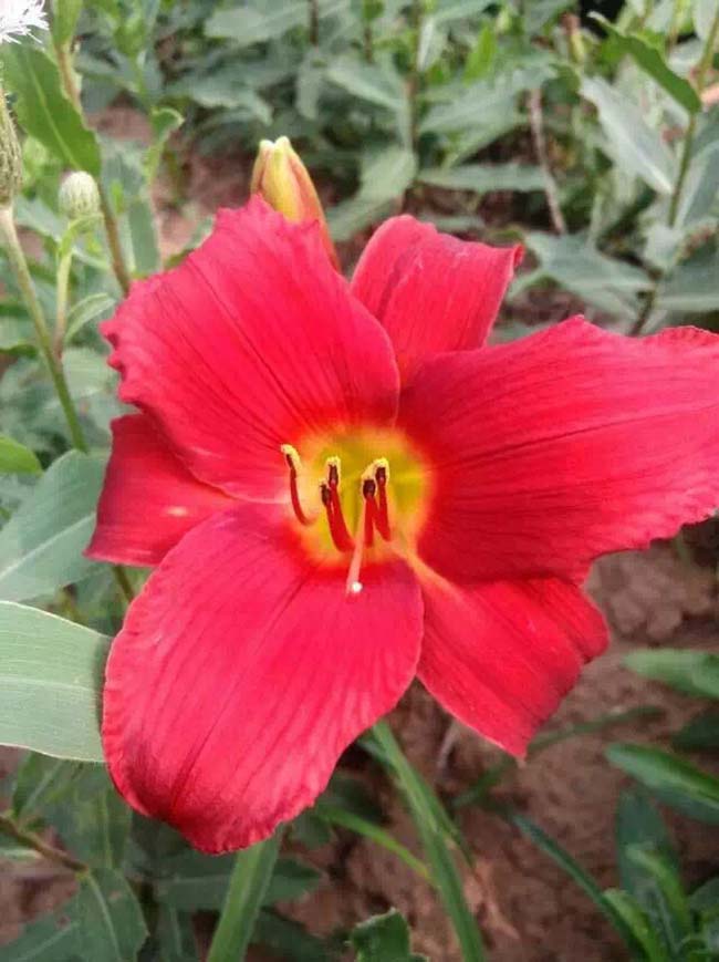 紅寶石萱草