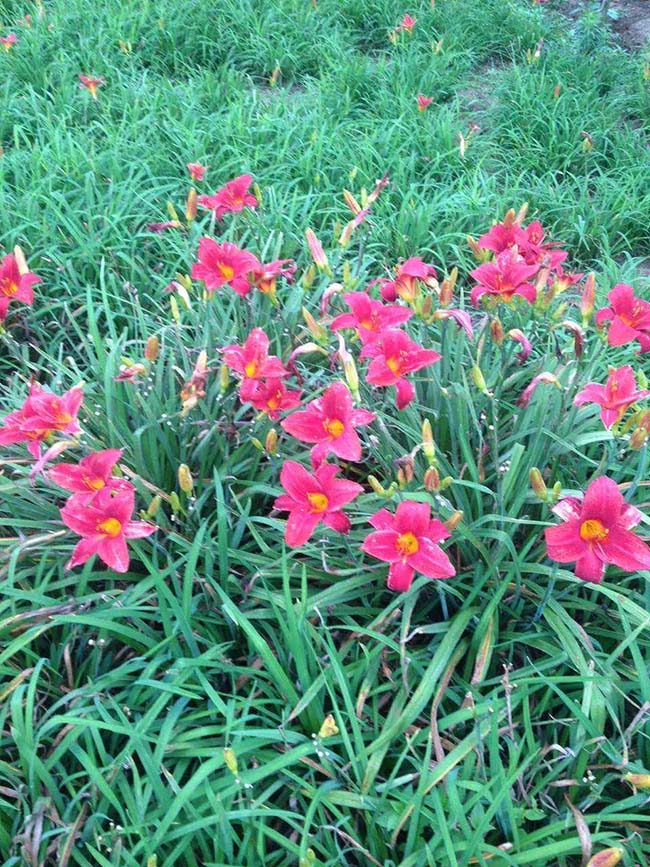 紅寶石萱草