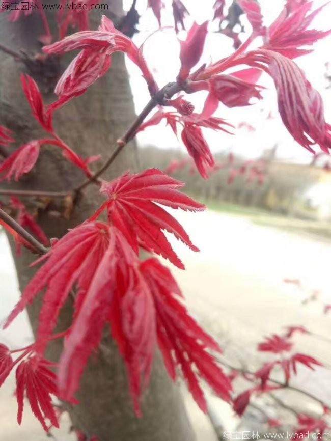 日本<a href='http://m.wuzhouwash.com/linmuzhongzi/1706.html' target='_blank'>紅楓</a>
