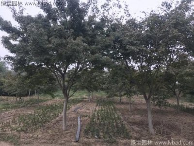 中國紅楓
