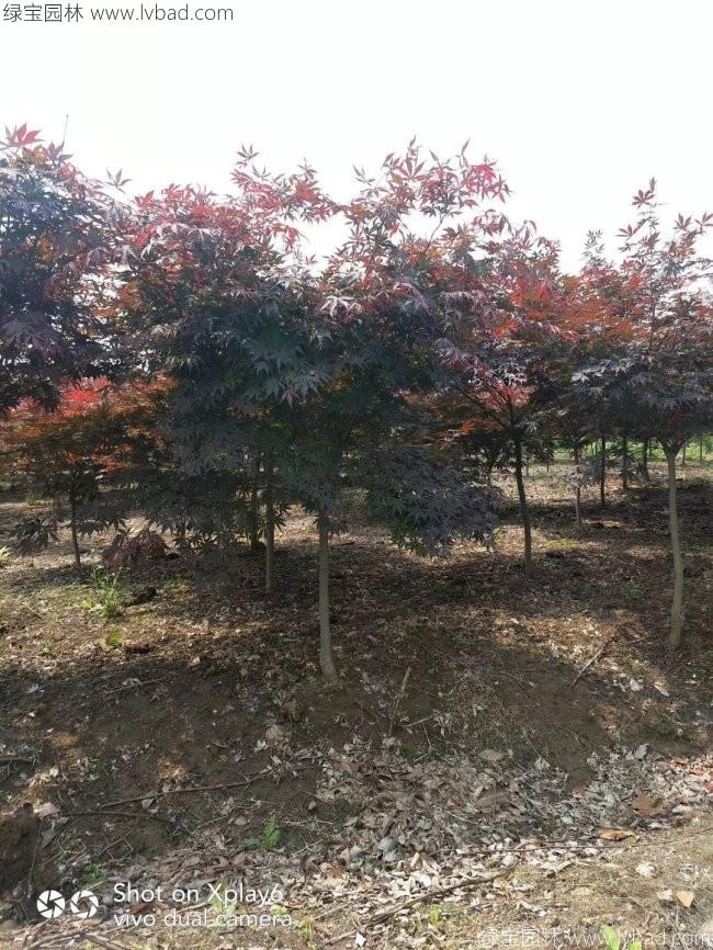 中國紅楓