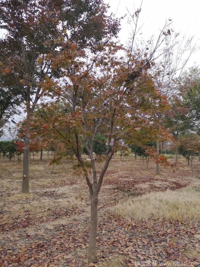中國紅楓