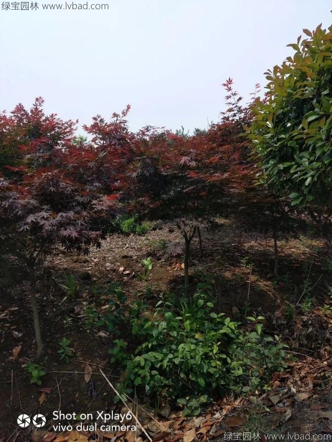 中國紅楓