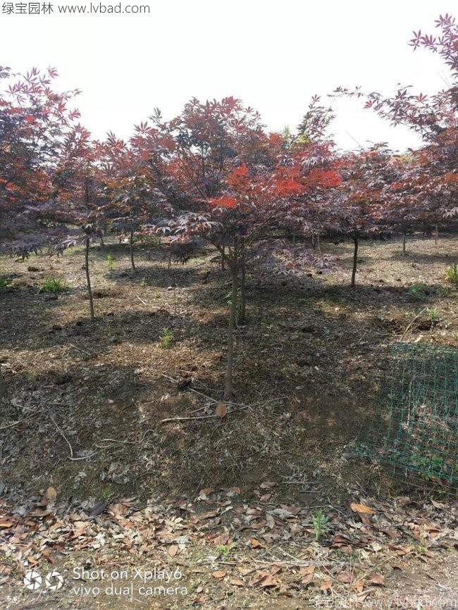 中國紅楓