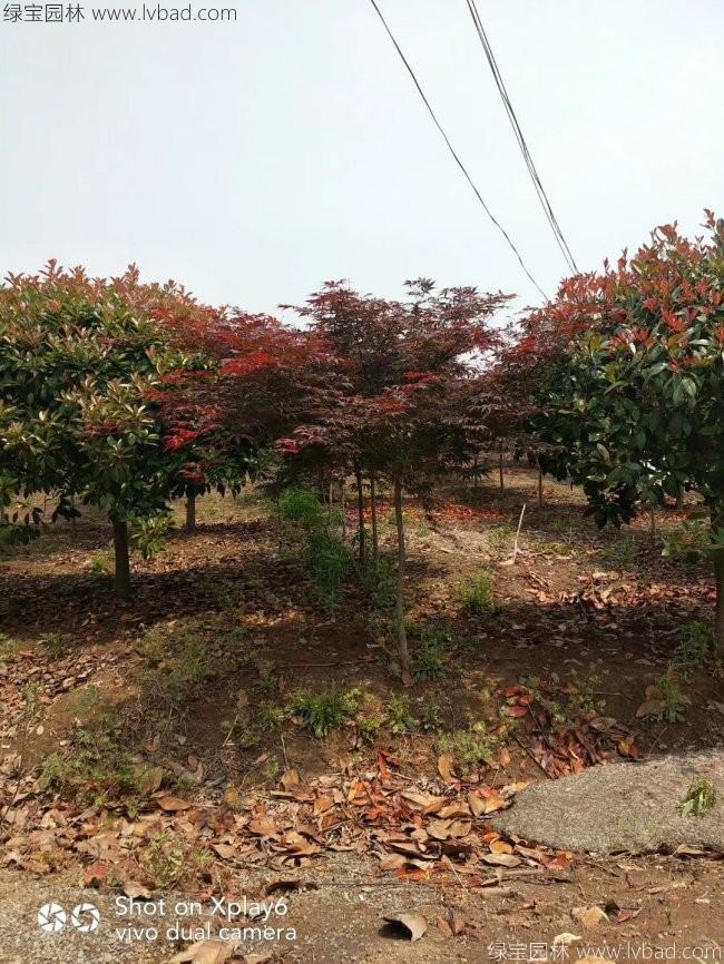 中國紅楓