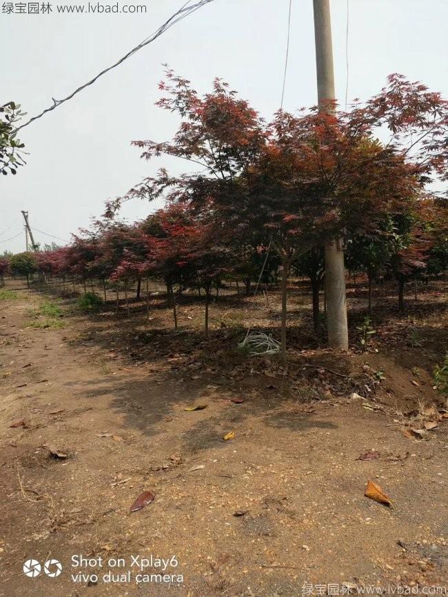 中國紅楓