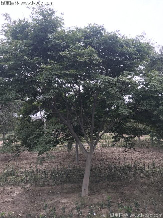 中國紅楓