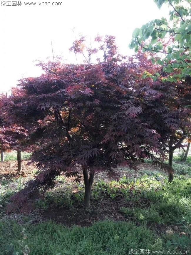 中國紅楓