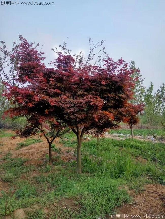 中國紅楓
