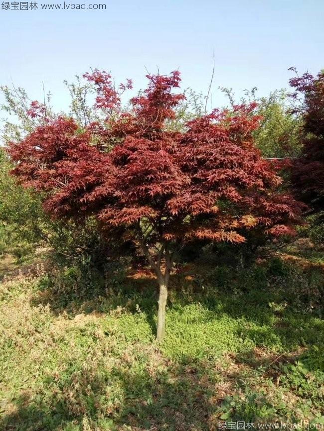 中國紅楓