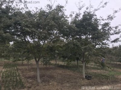 紅楓