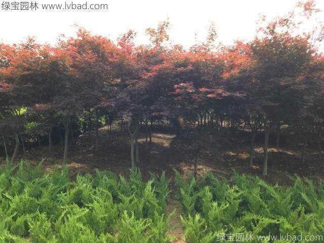 紅楓