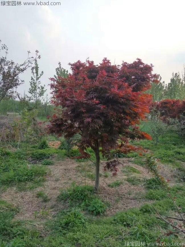 紅楓
