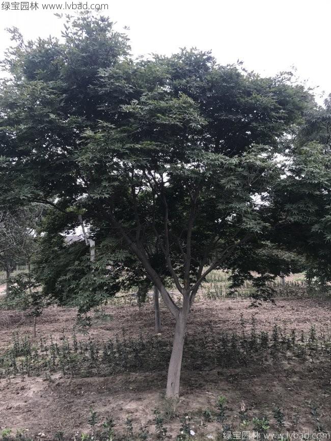 紅楓