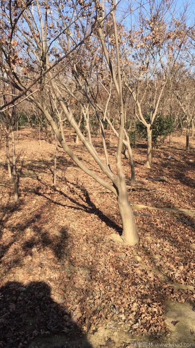紅楓