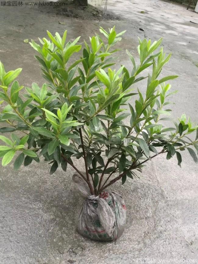 毛鵑