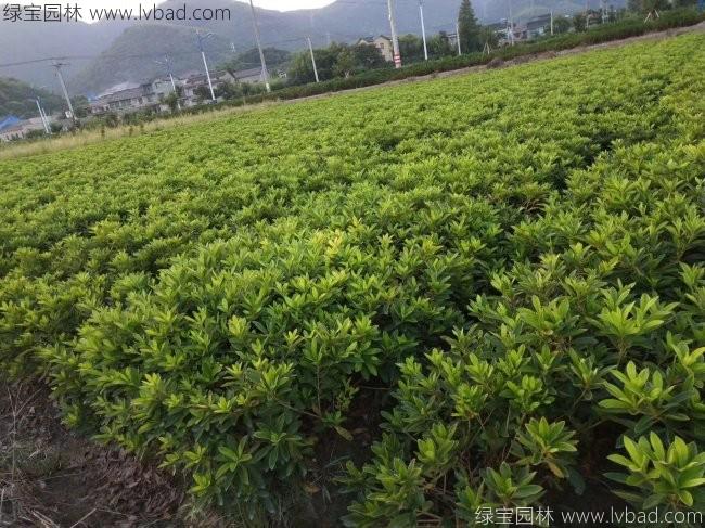 毛鵑