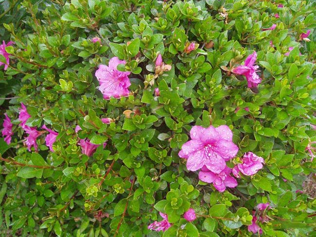 夏鵑