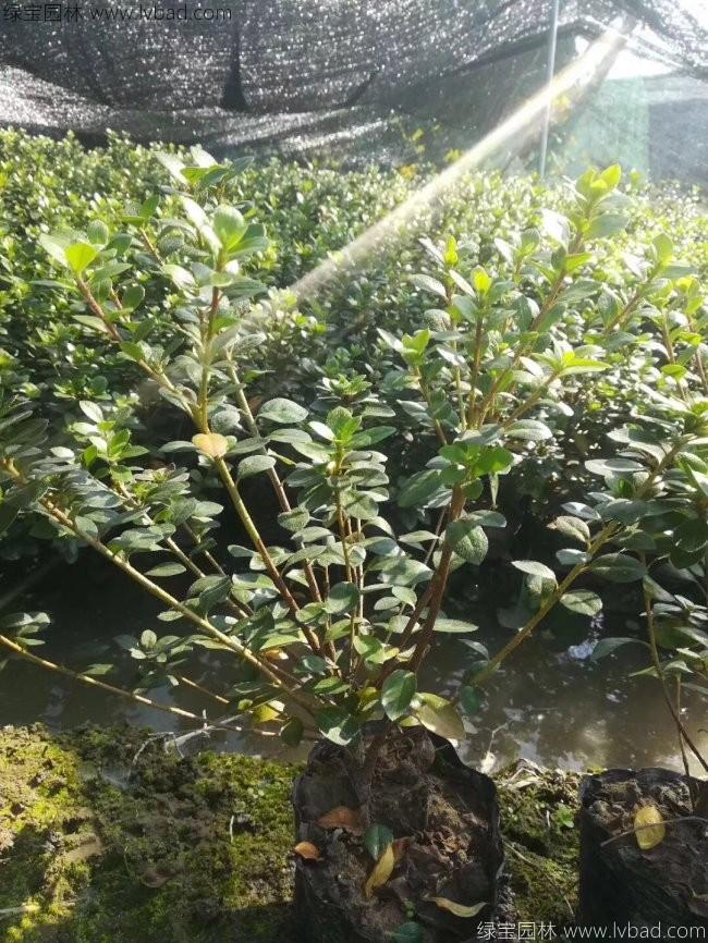 夏鵑