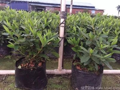 毛鵑球