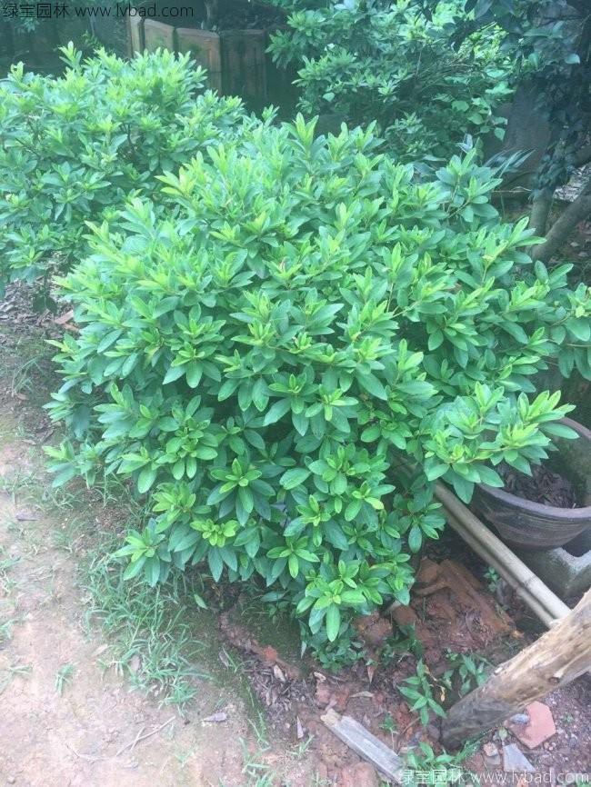 毛鵑球