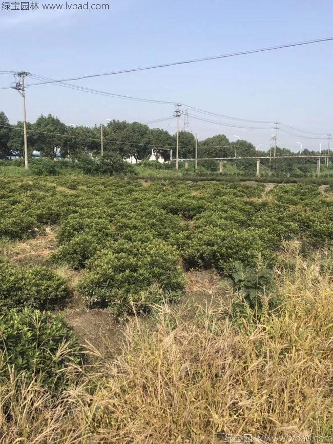 毛鵑球