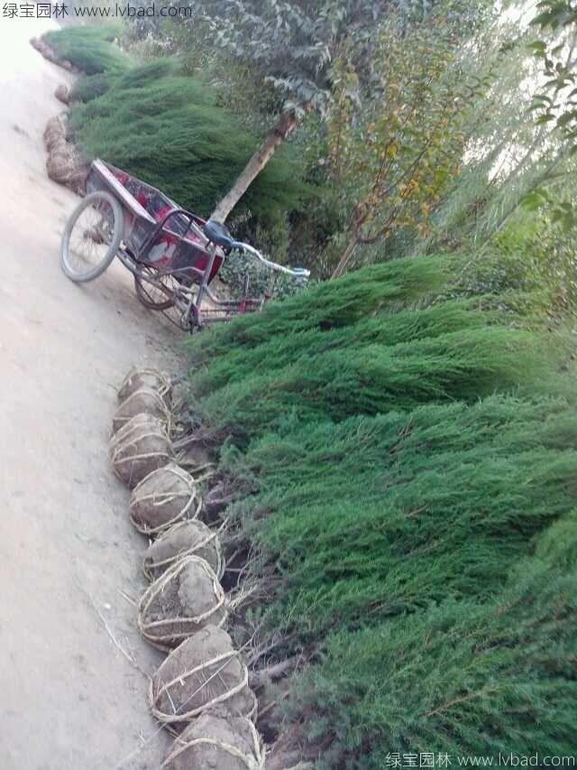 鉛筆柏