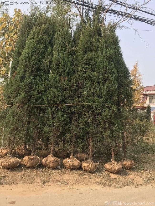 鉛筆柏