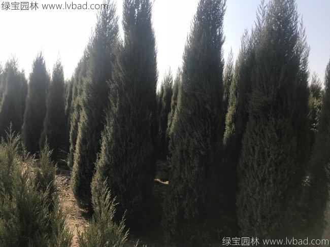 鉛筆柏