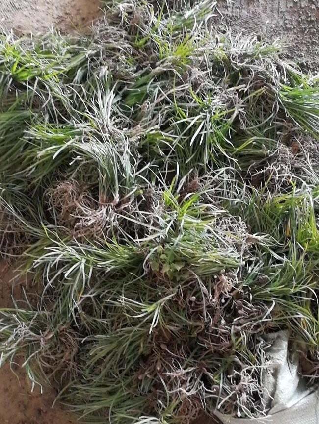 丹麥草