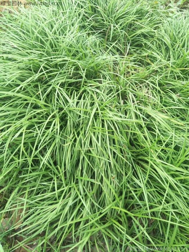 細葉麥冬草