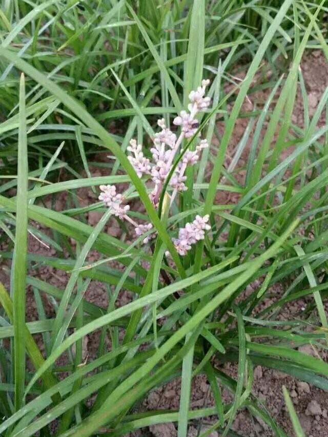 中葉麥冬草
